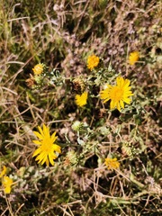 Grindelia oxylepis