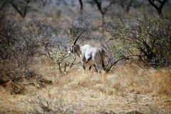Oryx beisa beisa