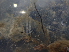 Odontosyllis polycera