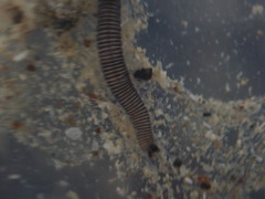 Odontosyllis polycera