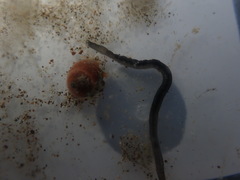 Odontosyllis polycera