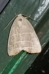 Bagisara rectifascia