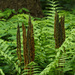 Cinnamon Ferns - Photo (c) Tom Potterfield, some rights reserved (CC BY-NC-SA)