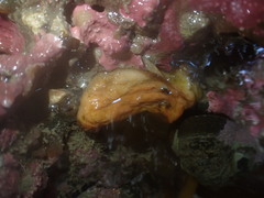 Cnemidocarpa bicornuta