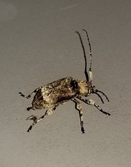 Leptostylus transversus