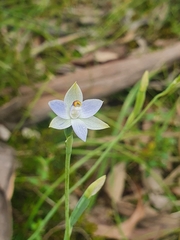 Thelymitra albiflora