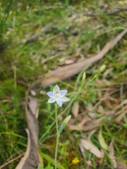 Thelymitra albiflora