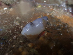 Asterocarpa coerulea