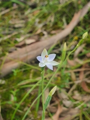 Thelymitra albiflora
