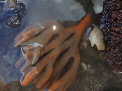 Pararhaphoxya sinclairi