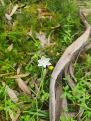 Thelymitra albiflora