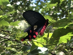 Byasa polyeuctes termessus
