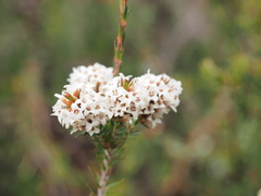 Epacris lanuginosa