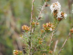 Epacris lanuginosa