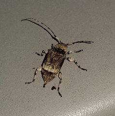 Leptostylus transversus