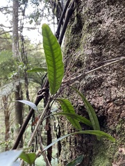 Nestegis cunninghamii