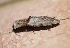 Cryptalaus prosectus