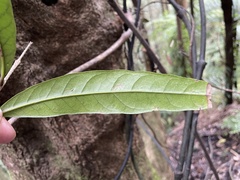 Nestegis cunninghamii