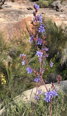 Aristea inaequalis
