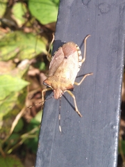 Pentatoma semiannulata