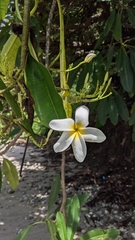 Plumeria rubra image