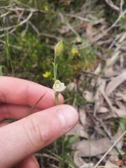 Thelymitra albiflora