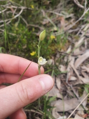 Thelymitra albiflora