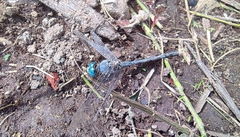 Diplacodes trivialis