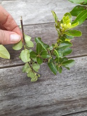 Puccinia coprosmae