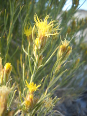 Ericameria parryi howardii
