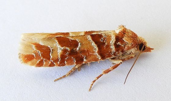 Eucopina franclemonti
