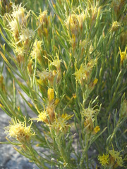Ericameria parryi howardii