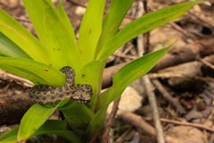 Ophryacus smaragdinus