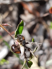 Liparetrus discipennis