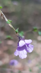 Prostanthera violacea