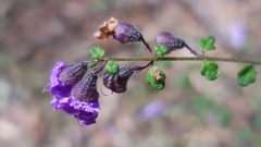 Prostanthera violacea