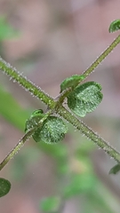 Prostanthera violacea