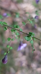 Prostanthera violacea