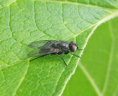 Hydrotaea dentipes