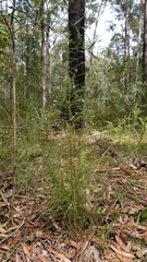 Prostanthera violacea