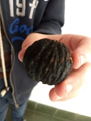 Juglans neotropica