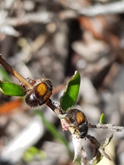 Liparetrus discipennis