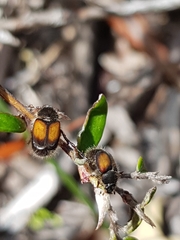 Liparetrus discipennis