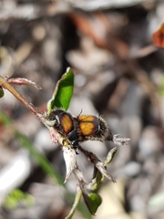 Liparetrus discipennis