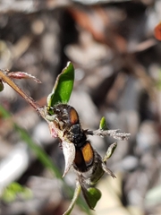 Liparetrus discipennis