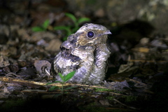 Caprimulgus asiaticus