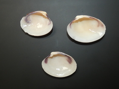 Katelysia rhytiphora