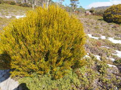 Orites acicularis