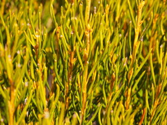Orites acicularis