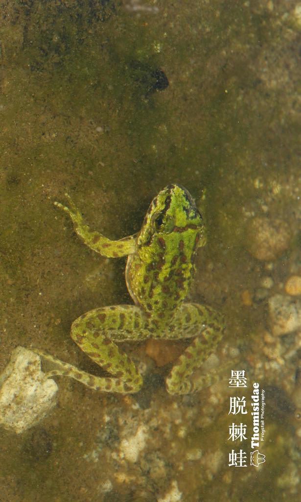 Medog Spiny Frog